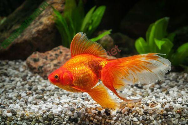 Goldfish symbolizes prosperity and good luck