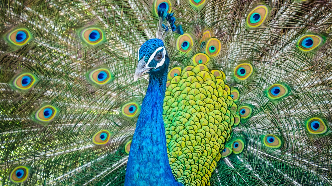 Peacock is a bird species representing beauty, elegance, and grace