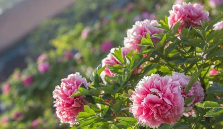 Peonies are a type of flower that have large, fragrant blooms and come in many colors