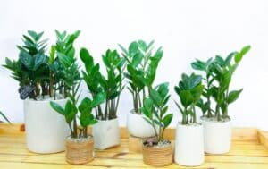 10 Types of Money Plants in Feng Shui