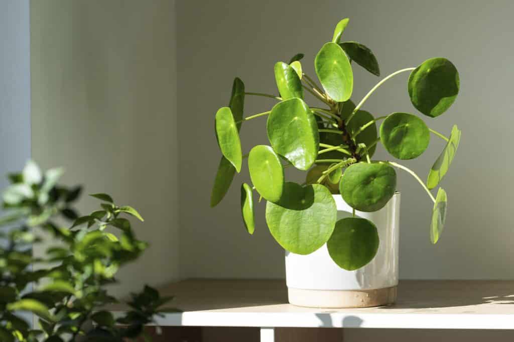 Chinese Money Plant is often planted by many Asian families indoors to bring luck and wealth