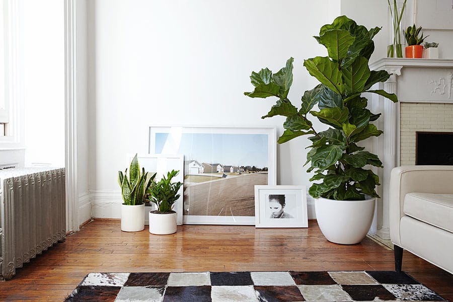 Fiddle-Leaf Fig can be grown indoors, but sufficient light must be provided for its growth