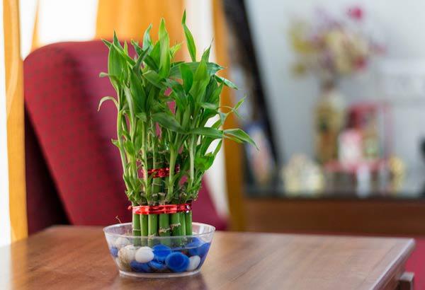 How to care for lucky bamboo when growing indoors
