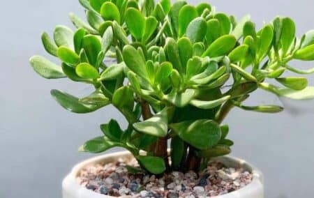 Jade Plant (Crassula ovata) - Care, Meaning and Benefits in Feng Shui
