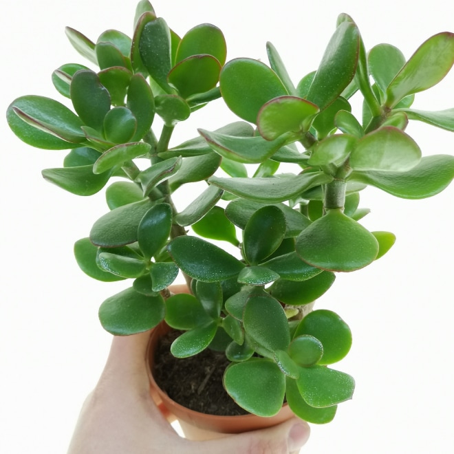 Jade Plant helps to attract wealth and luck for the homeowner
