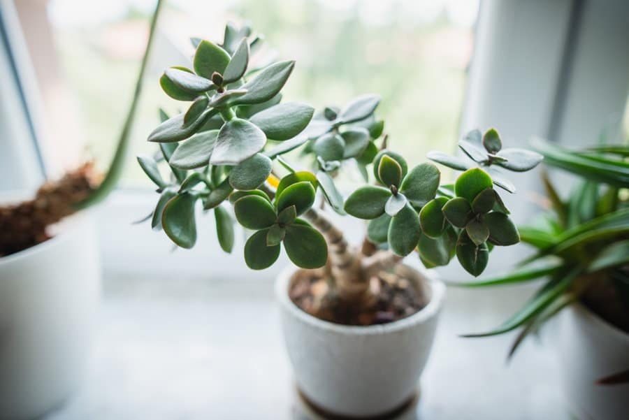 Jade plant (Crassula ovata) is a symbol of prosperity, luck, and abundance