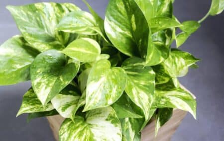 Meaning and Benefits of Golden Pothos