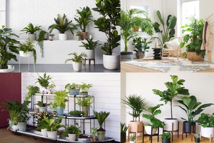 Money plants is a general term for the types of indoor plants to attract wealth and good fortune