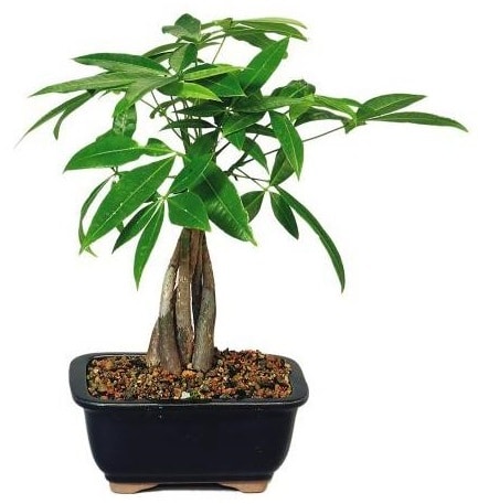 Pachira Aquatica commonly known as the Money Tree