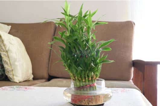 Place a pot of lucky bamboo in a wealthy corner or near the entrance door to attract wealth into your home