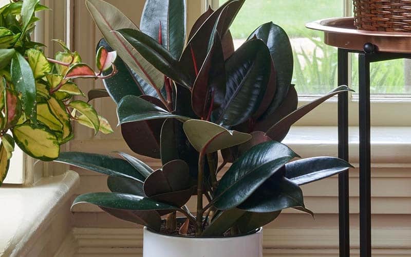 Rubber Tree (Ficus elastica) is used in Feng Shui to balance energy and bring a sense of stability to the space