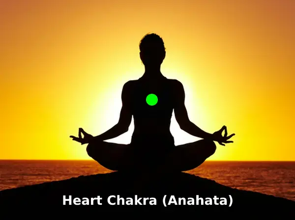 The Heart Chakra (color green) is located in the center of the chest, near the physical heart