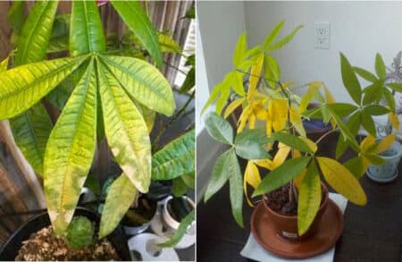 Pachira Aquatica (Money Tree): Care, Meaning and Benefits