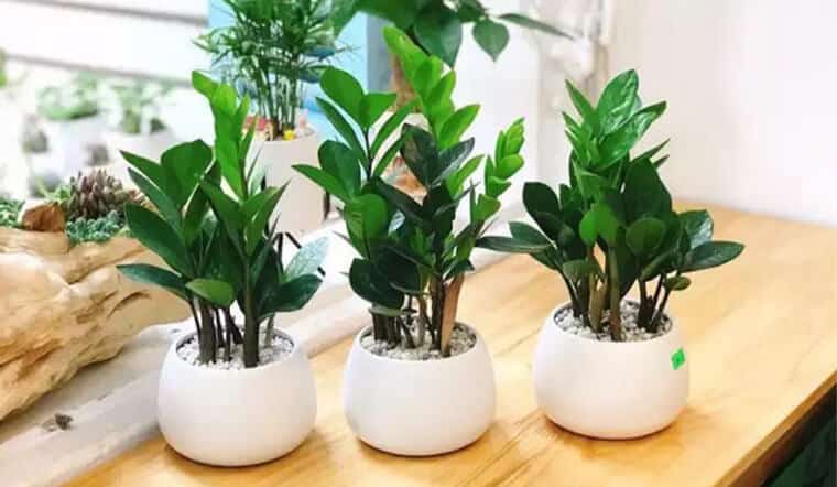 ZZ Plant (Zamioculcas zamiifolia) is the most commonly grown money plant in Vietnam