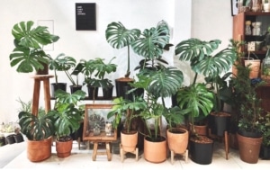 How to care for Monstera Deliciosa when growing indoors