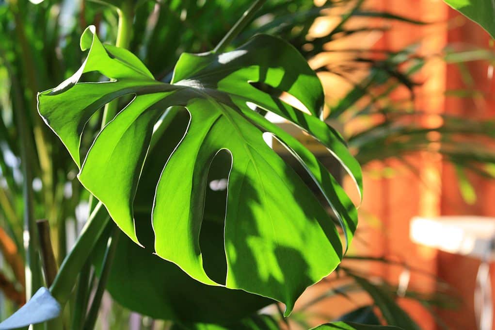 Monstera deliciosa helps purify the air and reduce stress