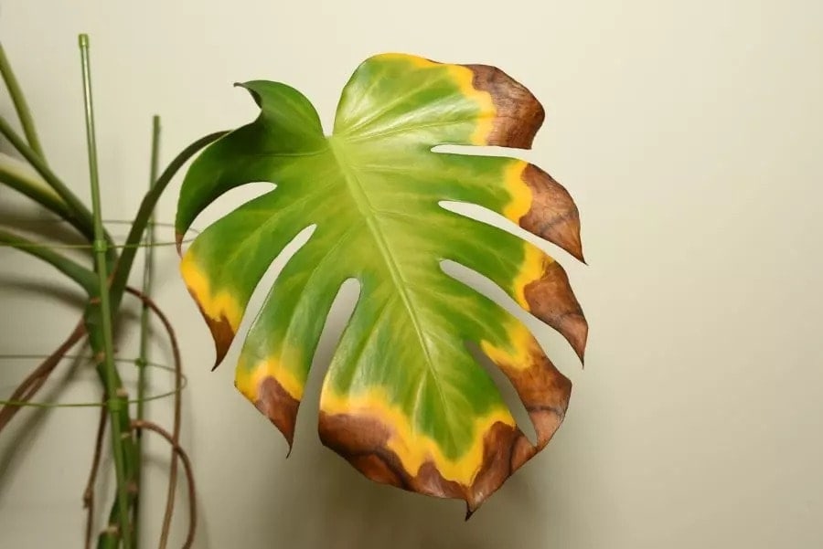 Yellowing leaves is one of the common problems of Monstera Deliciosa