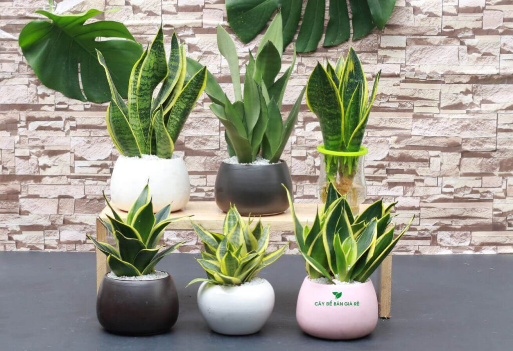 8 Most popular types of snake plants
