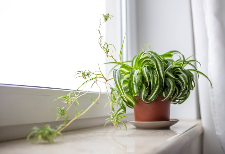 Benefits of having a spider plant in your home