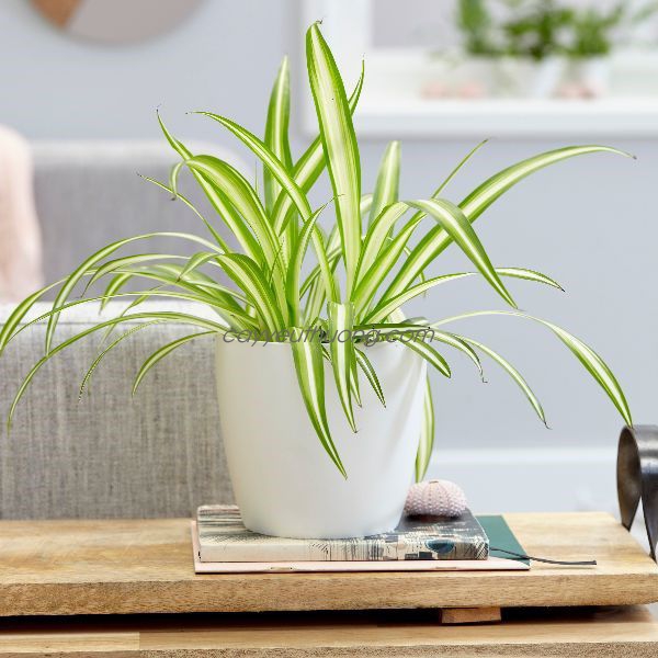 How to care spider plant when growing indoors