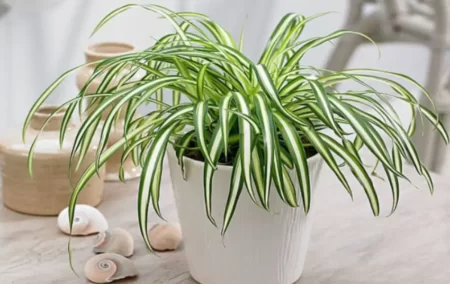 Meaning and benefits of spider plant