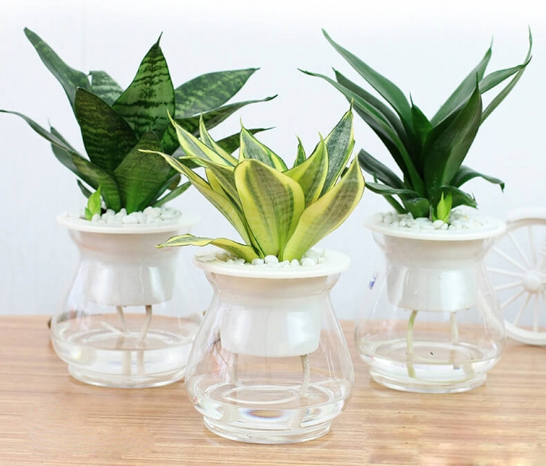 Symbolic meaning of snake plant in Feng Shui