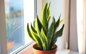 What is a snake plant?
