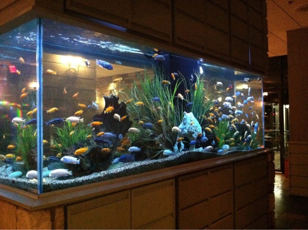 Good locations to place a fish tank in your home