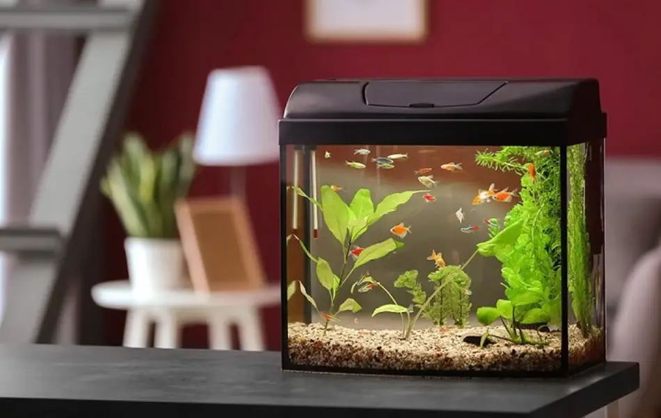 How to Use Fish Tank in Feng Shui - LotusBuddhas