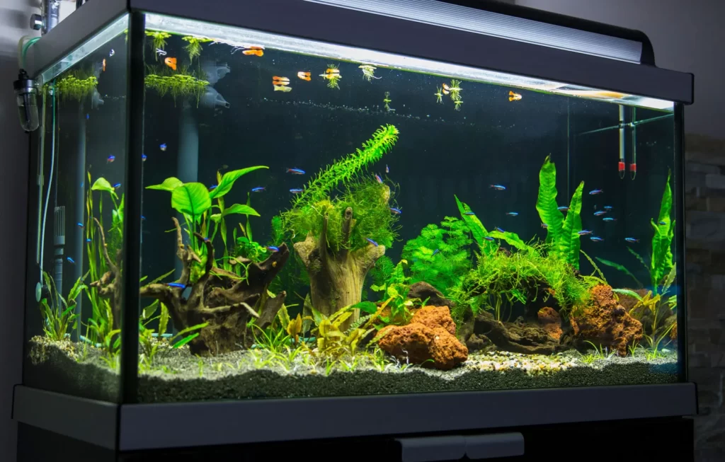 Meaning of fish tank in Feng Shui