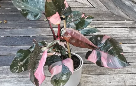 Care and growing guide pink princess philodendron
