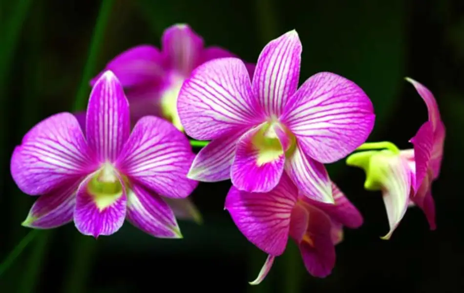 How To Use The Orchid Symbol In Feng Shui Lotusbuddhas 