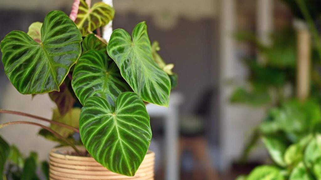 How to care philodendron