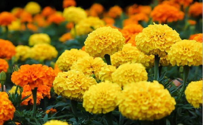 How to get marigolds to bloom
