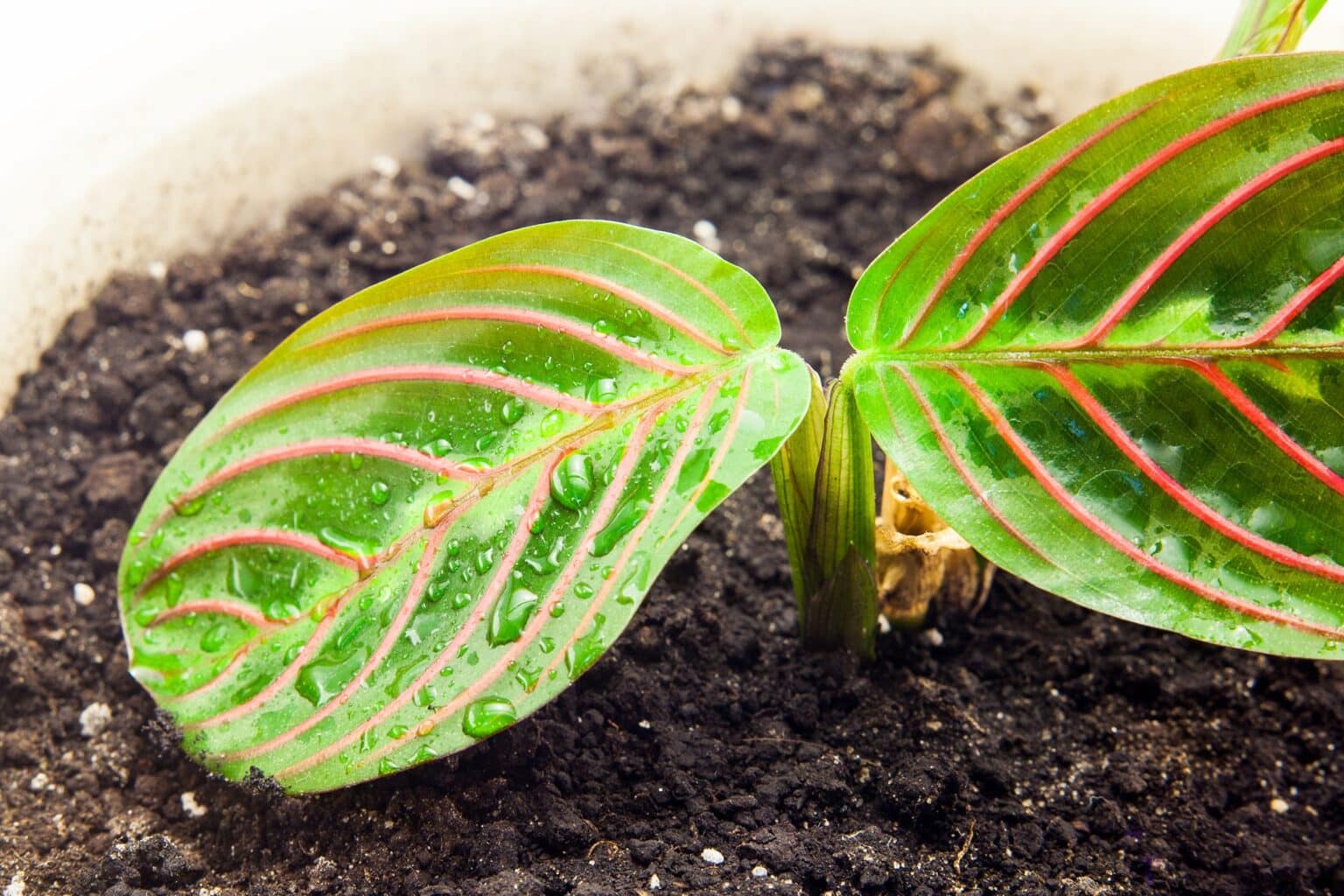 How to Grow and Care Prayer Plants LotusBuddhas