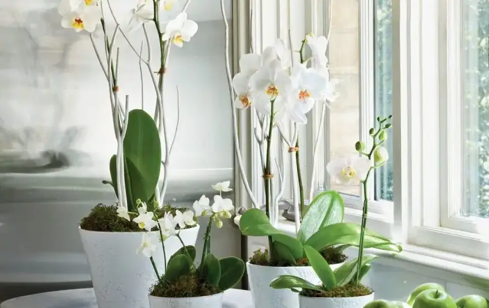 How to use orchids symbol in your home