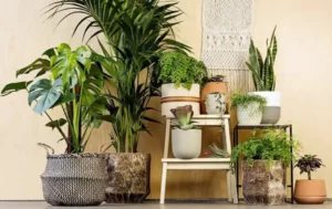 Importance of Natural Light for Houseplants
