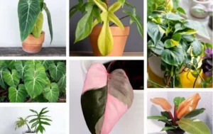 The Care Tips for Philodendron Varieties