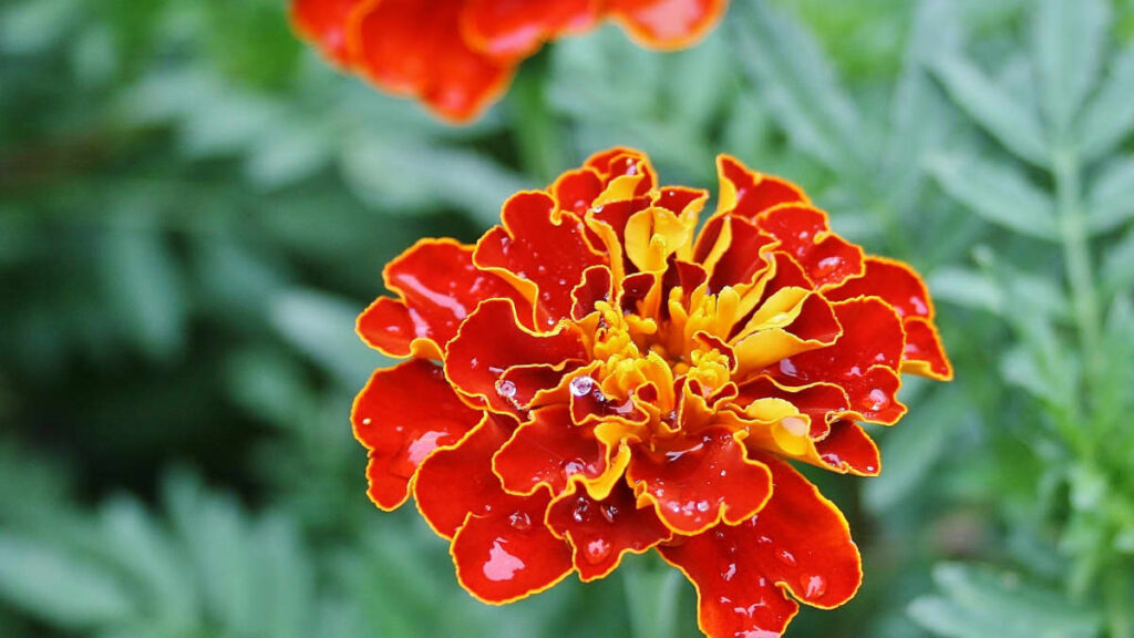 The different types of marigolds