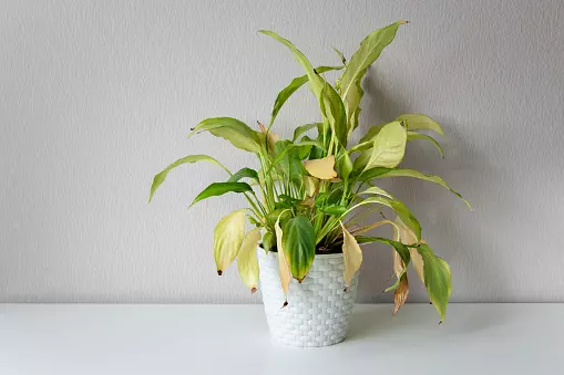 The signs of insufficient light with houseplants