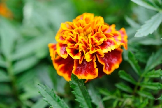 What is the Marigold Flower