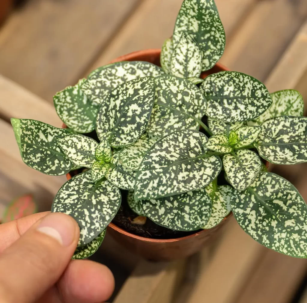 Common problems with Polka Dot Plants