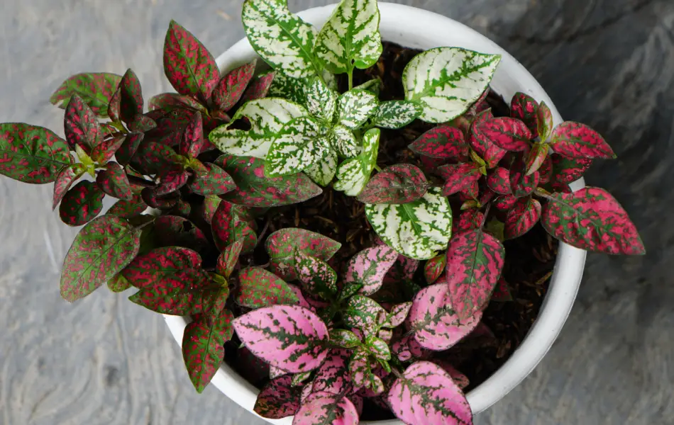 How to Care for Polka Dot Plant Indoors - LotusBuddhas