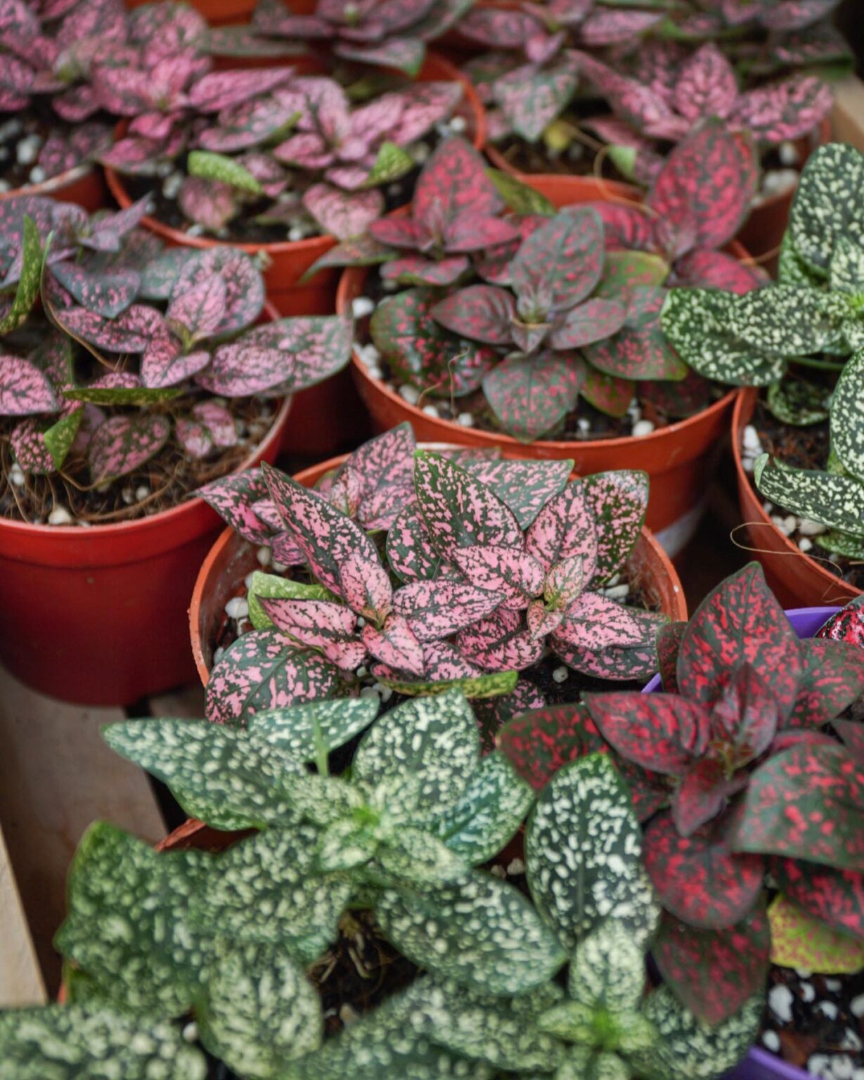 How to Care for Polka Dot Plant Indoors - LotusBuddhas