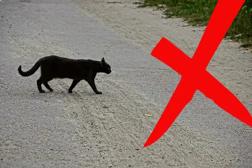 Crossing paths with black cats is something you should not do on Friday the 13th